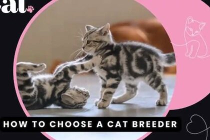 How to choose a good cat breeder