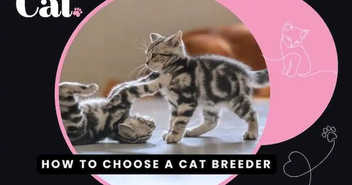 How to choose a good cat breeder