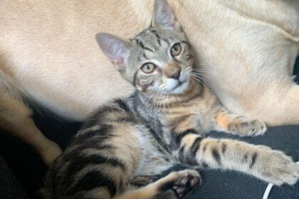 PDSA Offers Fireworks Advice for Pet Owners: How to Reduce Stress for Pets