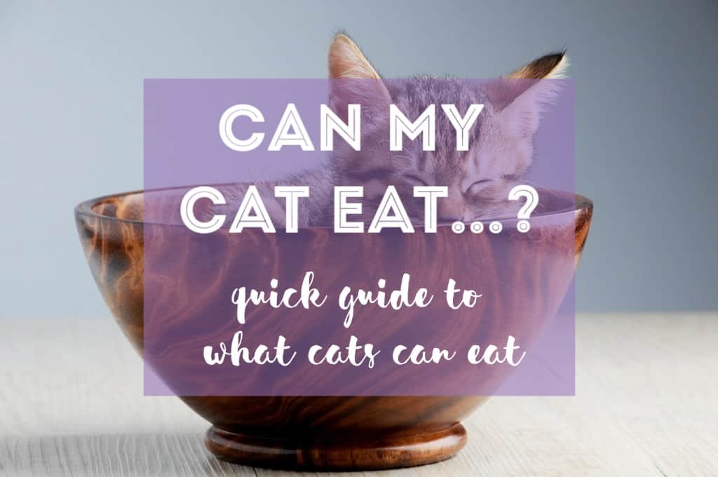 Can Cats Eat That?? | FAQ
