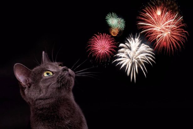 How to Keep Pets Calm During Fireworks: Tips and Tricks
