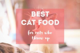 Best Cat Food for Cats Who Throw Up