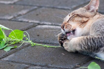 Gray tabby cat playing with silver vine, a humorous and playful moment