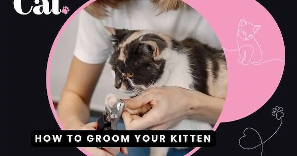 How to groom your kitten