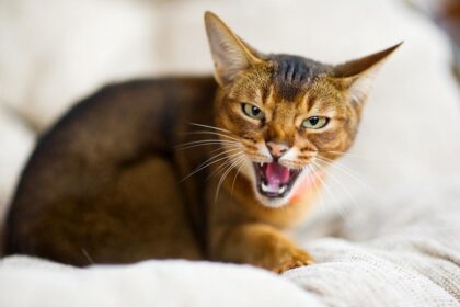 An intense image depicting a cat in a defensive posture, emitting a growling sound.