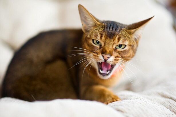 An intense image depicting a cat in a defensive posture, emitting a growling sound.
