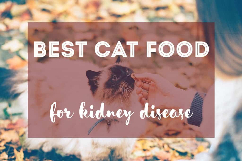 Best Cat Food for Kidney Disease | Our Top 3