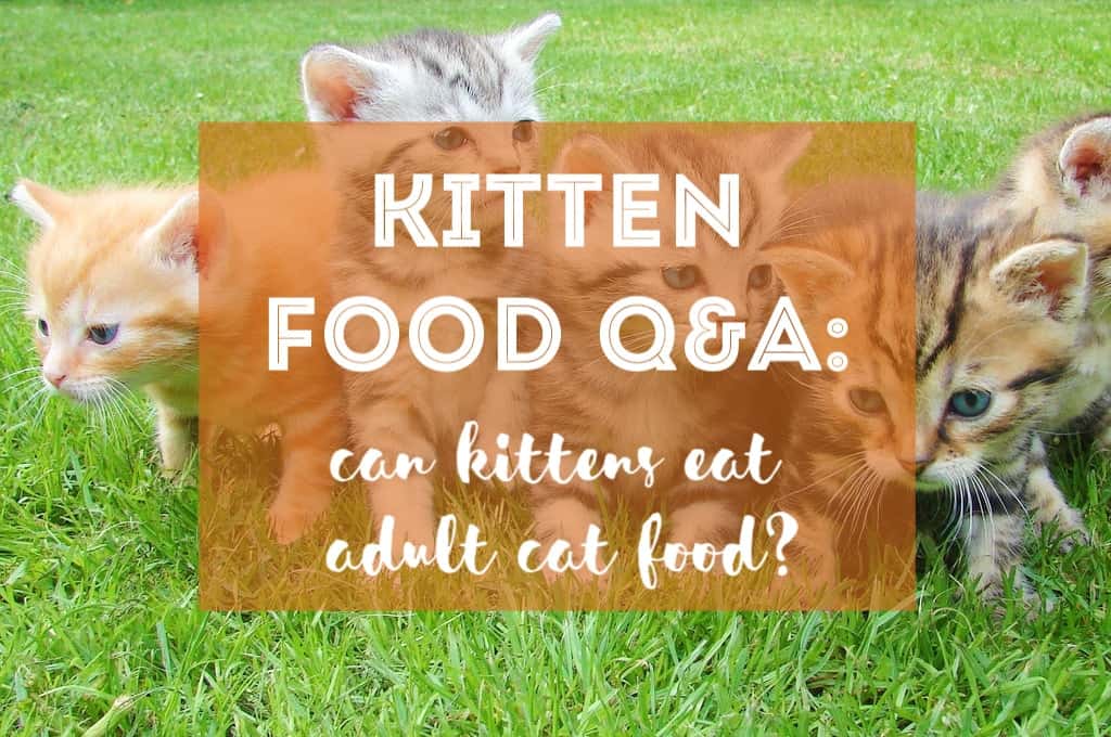 Can Kittens Eat Adult Cat Food?