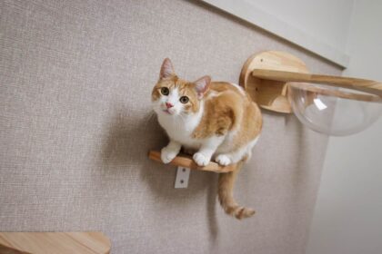 orange cat climbing