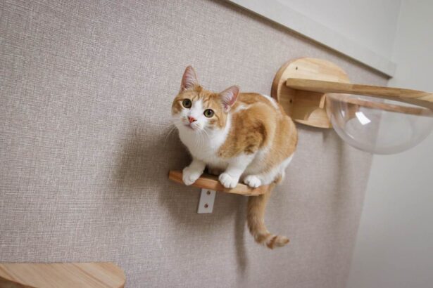 orange cat climbing