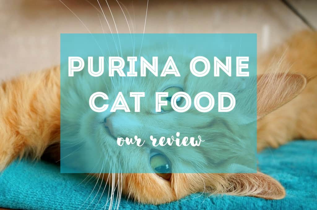 Purina One Cat Food Review | Ultimate Guide