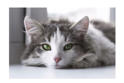 How Do Seasonal Changes Affect Pets? Tips to Care for Your Pet During Autumn and Winter