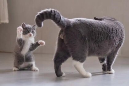 Stop your kitten becoming a bully