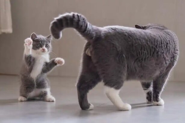 Stop your kitten becoming a bully