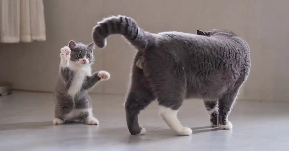 Stop your kitten becoming a bully